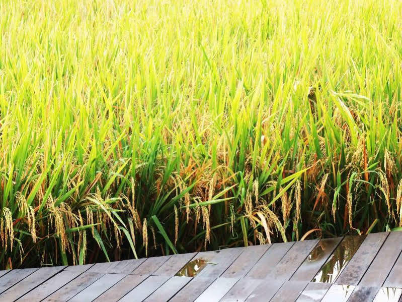 Bening Bungalow อูบุด ภายนอก รูปภาพ
