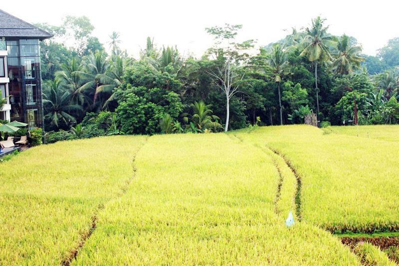 Bening Bungalow อูบุด ภายนอก รูปภาพ